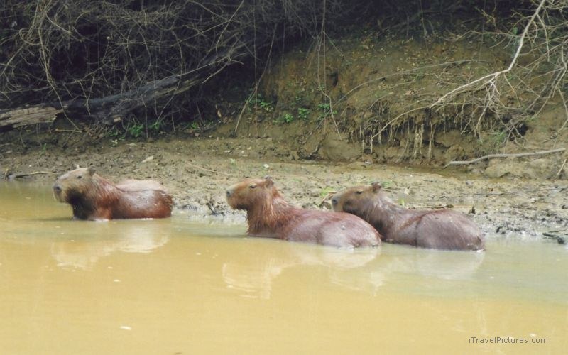 Rurrenabaque Capybaras capybara la Pampa